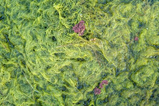 Natural texture in nature with natural plant surface of marsh grass and spirulina. photo