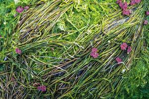 Natural texture in nature with natural plant surface of marsh grass and spirulina. photo