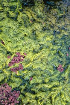 Natural texture in nature with natural plant surface of marsh grass and spirulina. photo