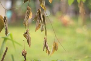 Dried leaves hanging against a blurred background after a daytime rain. photo