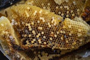 Close up of honeycomb after collecting by beekeeper. Honeycomb is a natural bee product consisting of waxy, hexagonal cells which contain raw honey. photo