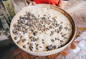 Cropped shot view of Indonesian woman holding a wooden tray of civet cat poo containing digested coffee beans. The process of Luwak coffee one of the world's expensive coffee. photo