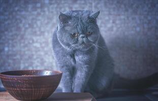 Large exotic blue cat with brown eyes photo