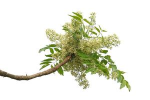 Siamese neem tree has feathery compound leaves. The leaves are smooth, shiny green. The flowers appear in clusters at the ends of the branches while the young leaves are soft white. photo