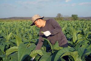 Tobacco farmers are tending the produce in their tobacco fields. Tobacco leaves contain nicotine, so they are used to make tobacco. Pungent drugs and use of cigarettes. Soft and selective focus. photo