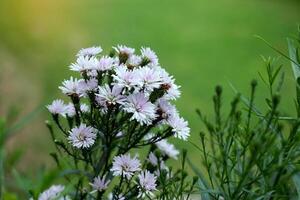 Cutter flower is a perennial shrub with small flowers and slender, pointed petals. The most popular color is white, but there are also other colors such as pink, purple, yellow, and red. photo