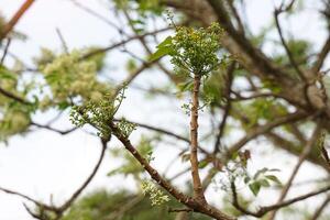 Siamese neem tree has feathery compound leaves. The leaves are smooth, shiny green. The flowers appear in clusters at the ends of the branches while the young leaves are soft white. photo