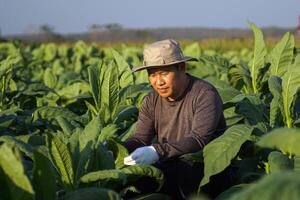 Tobacco farmers are tending the produce in their tobacco fields. Tobacco leaves contain nicotine, so they are used to make tobacco. Pungent drugs and use of cigarettes. Soft and selective focus. photo