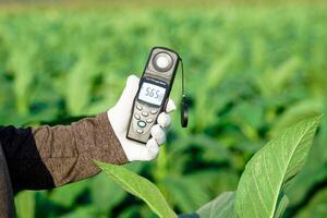 Light meter, Lux Light Meter hold in hand to measure the brightness of tobacco plants in the field. soft and selective focus. photo