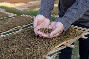 Gardeners use their hands to check the moisture of cut tobacco leaves drying on a tobacco drying rack in the front yard. Dried tobacco is used to make tobacco. Pungent drugs and use of cigarettes. photo