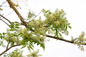 Siamese neem tree has feathery compound leaves. The leaves are smooth, shiny green. The flowers appear in clusters at the ends of the branches while the young leaves are soft white. photo