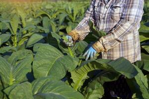 Tobacco farmers are tending the produce in their tobacco fields. Tobacco leaves contain nicotine, so they are used to make tobacco. Pungent drugs and use of cigarettes. Soft and selective focus. photo