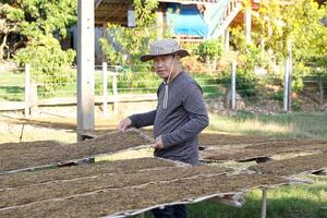 The gardener uses his hand to lift a stick and touch the drying rack for cutting tobacco leaves. To check the dryness of tobacco leaves before using them to make tobacco or roll cigarettes. photo