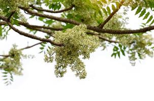 siamés neem árbol tiene plumoso compuesto hojas. el hojas son liso, brillante verde. el flores Aparecer en racimos a el termina de el ramas mientras el joven hojas son suave blanco. foto