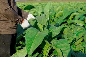 Tobacco farmers are tending the produce in their tobacco fields. Tobacco leaves contain nicotine, so they are used to make tobacco. Pungent drugs and use of cigarettes. Soft and selective focus. photo