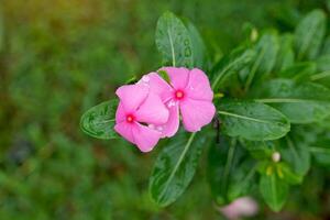 Cayenne jasmine flowers come in clusters in the leaf axils. The flowers are tube-shaped. The petals are white at the tips. Light-dark pink, purple and red. Soft and selective focus. photo