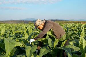 Tobacco farmers are tending the produce in their tobacco fields. Tobacco leaves contain nicotine, so they are used to make tobacco. Pungent drugs and use of cigarettes. Soft and selective focus. photo