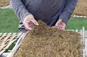 Gardeners use their hands to check the moisture of cut tobacco leaves drying on a tobacco drying rack in the front yard. Dried tobacco is used to make tobacco. Pungent drugs and use of cigarettes. photo