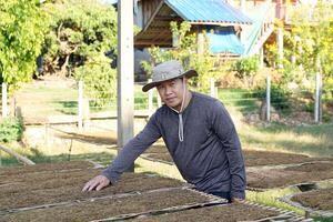 Gardeners use their hands to check the moisture of cut tobacco leaves drying on a tobacco drying rack in the front yard. Dried tobacco is used to make tobacco. Pungent drugs and use of cigarettes. photo