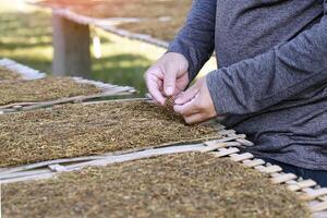 Gardeners use their hands to check the moisture of cut tobacco leaves drying on a tobacco drying rack in the front yard. Dried tobacco is used to make tobacco. Pungent drugs and use of cigarettes. photo