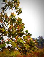 the leaves of the tree are open and have many leaves photo