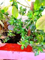 a plant in a red pot with a water bottle photo