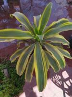 a plant with yellow and green leaves photo