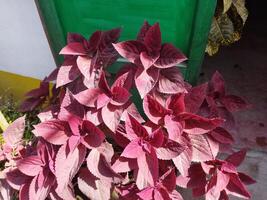 a plant with purple leaves in a pot photo