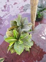 a plant with green leaves and red water photo