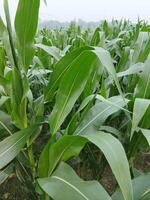 un campo de maíz es creciente en el medio de un campo foto