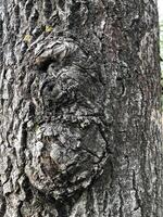 rough cracked bark, huge old tree abstract background photo