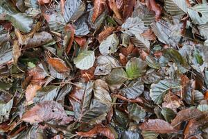 otoño, vistoso mojado caído hojas, antecedentes foto