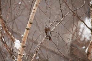 blackbird sitting on a birch branch singing, winter white background, top view photo