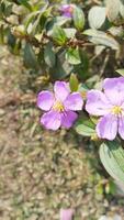 purple flowers growing on the ground near a dirt road photo