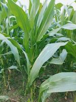 un campo de maíz es creciente en el medio de un campo foto