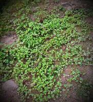 a patch of green plants growing on the ground photo