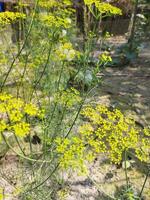 a plant with yellow flowers in the dirt photo