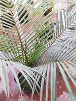 a palm tree with leaves and a pot on a table photo