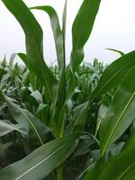 a field of corn is growing in the middle of a field photo