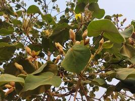 the leaves of the tree are open and have many leaves photo