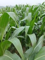 a field of corn is growing in the middle of a field photo