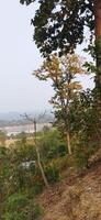 a view of the river from a hillside photo