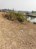 a field with a river and a tree photo