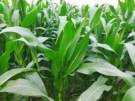 a field of corn is growing in the middle of a field photo