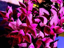 a plant with purple leaves in a pot photo