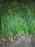 grass growing in the dirt next to a red flower photo