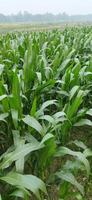 a field of corn is growing in the middle of a field photo