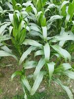 a field of corn is growing in the middle of a field photo