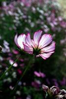 Pink and white flowers in an outdoor plot photo