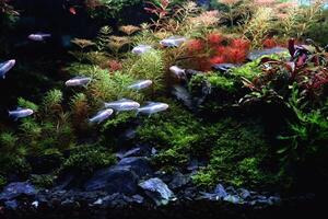 organizar el pescado tanque dentro un hermosa bosque con blanco pescado foto